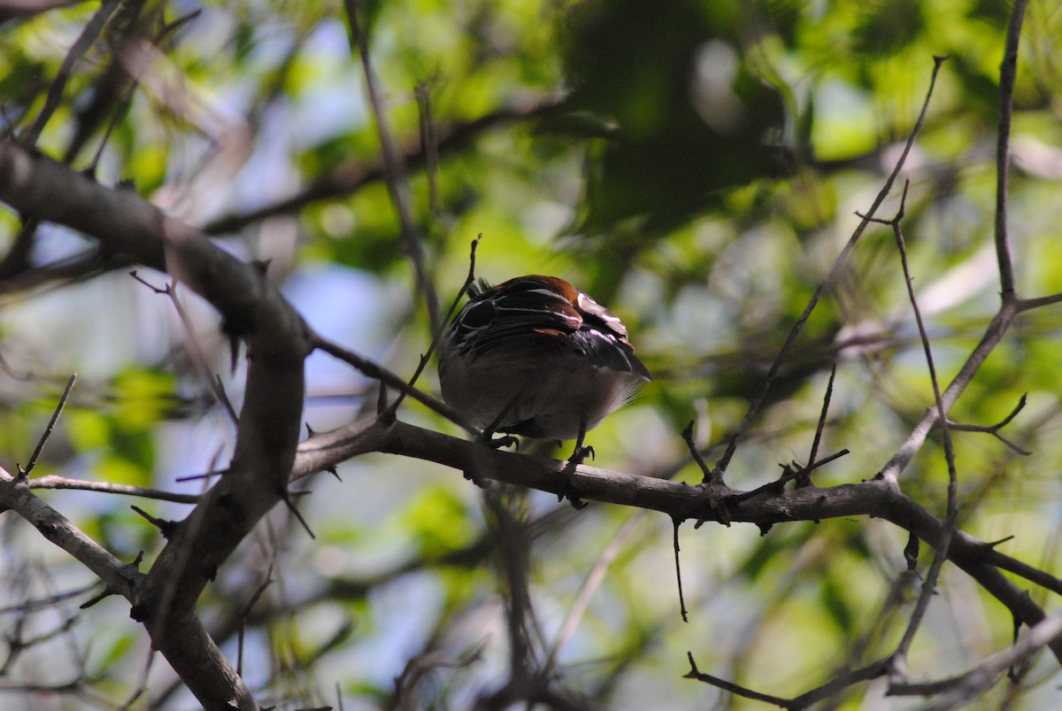 Black-crested Antshrike - ML644475878