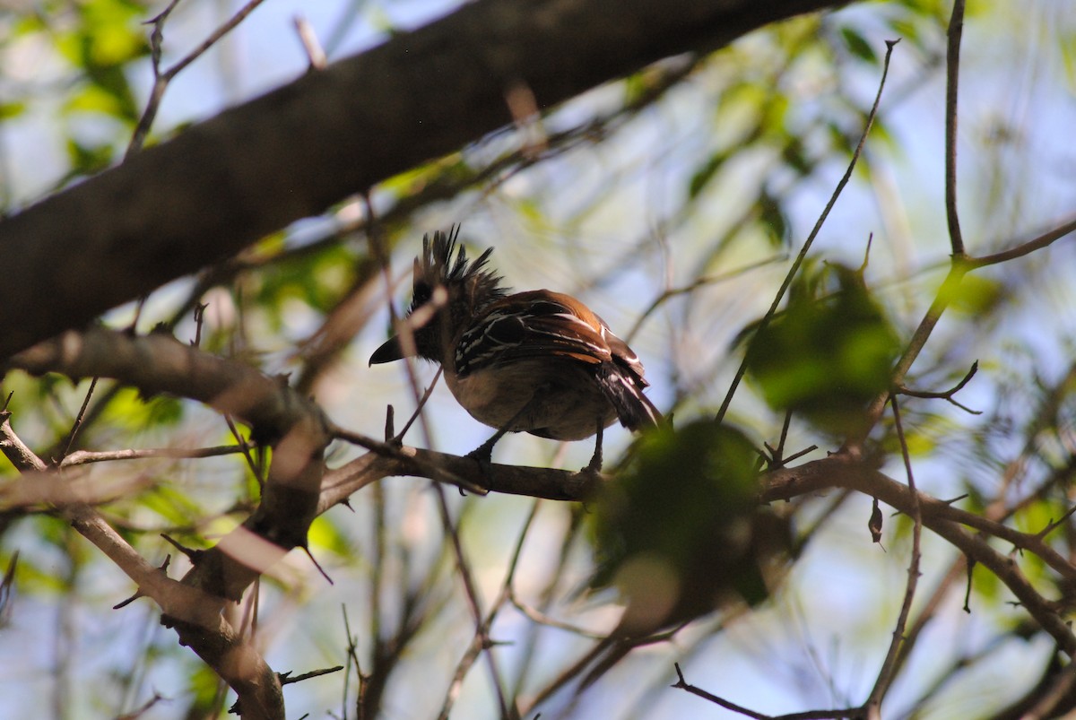 Black-crested Antshrike - ML644475879