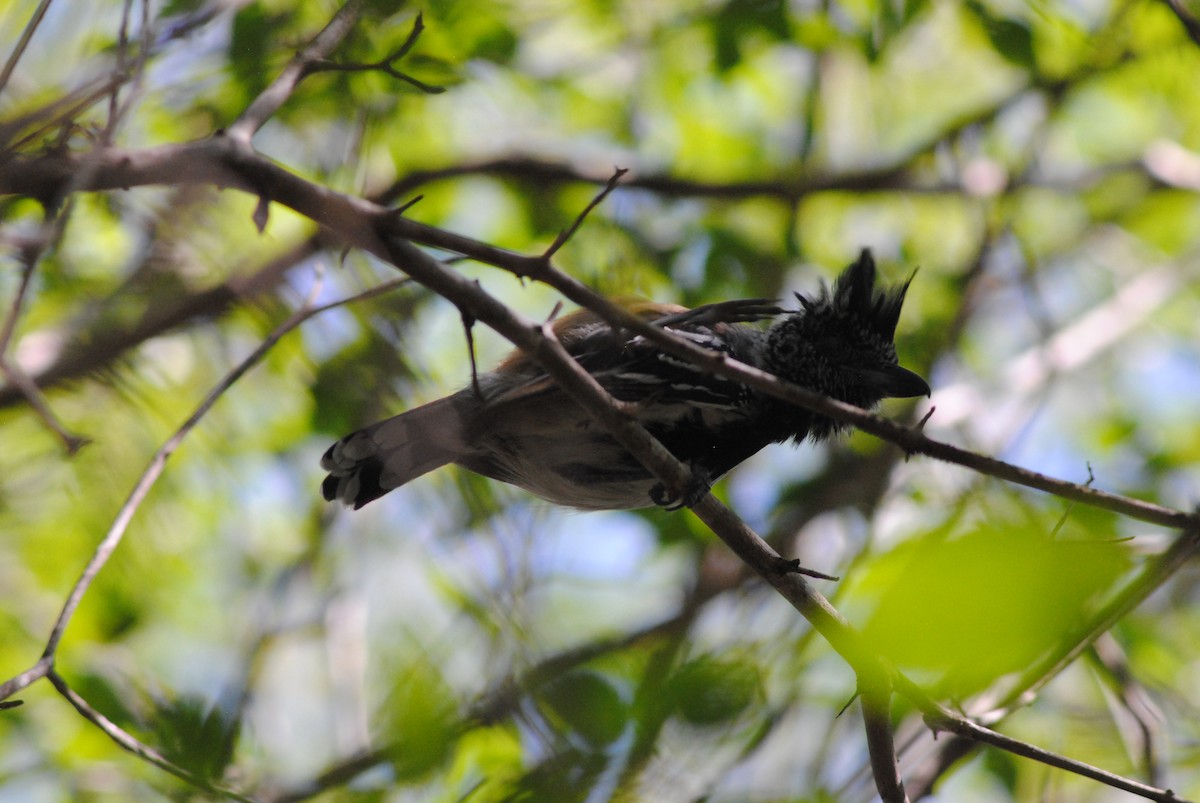 Black-crested Antshrike - ML644475880