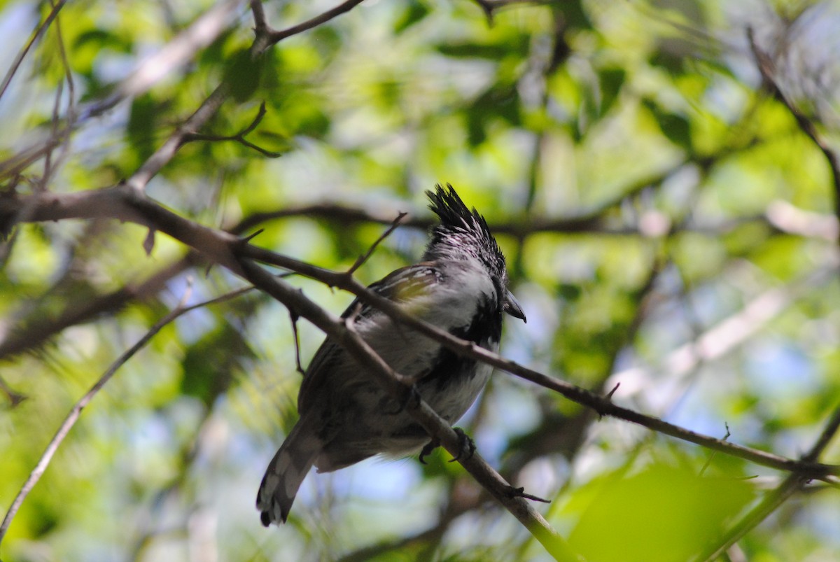 Black-crested Antshrike - ML644475881