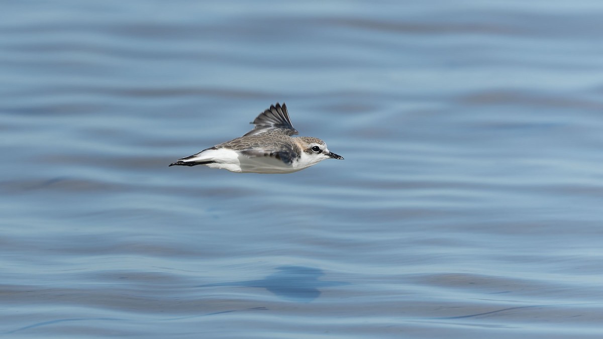 Red-capped Plover - ML644475885