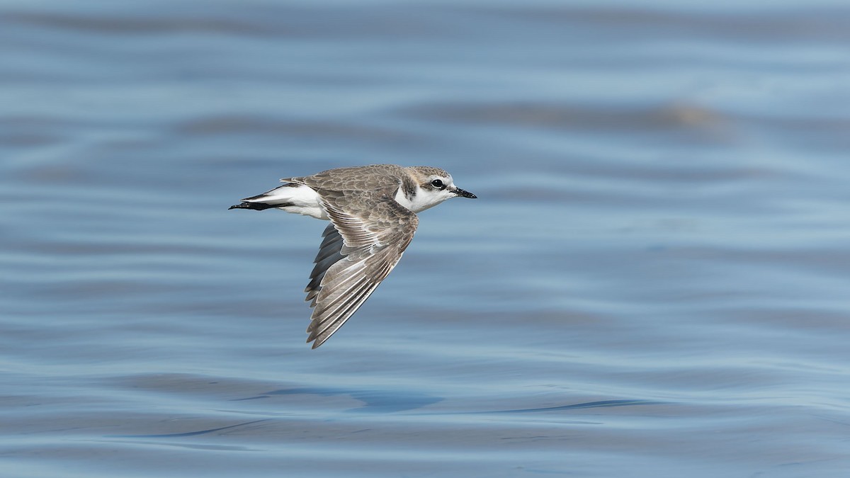 Red-capped Plover - ML644475886