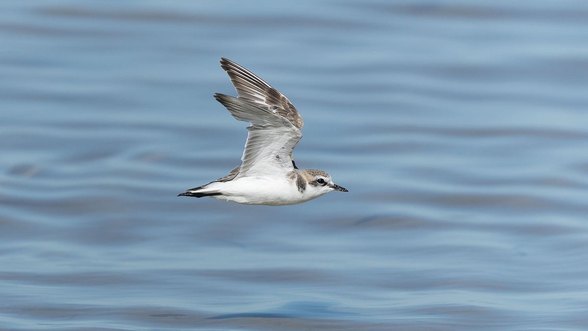 Red-capped Plover - ML644475887