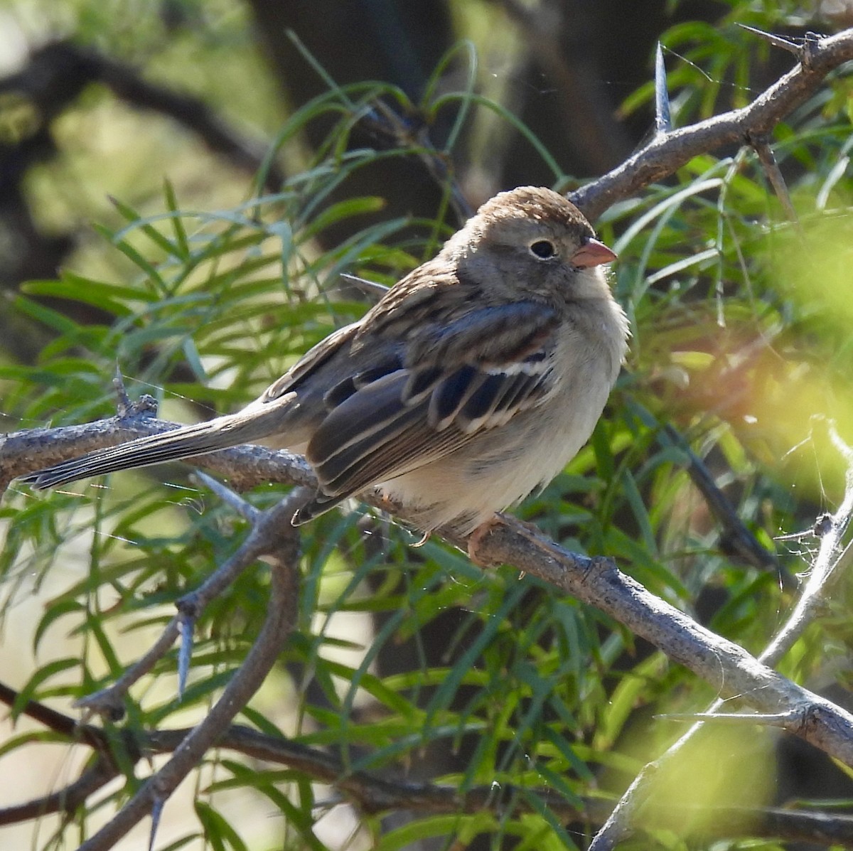 Field Sparrow - ML644475890