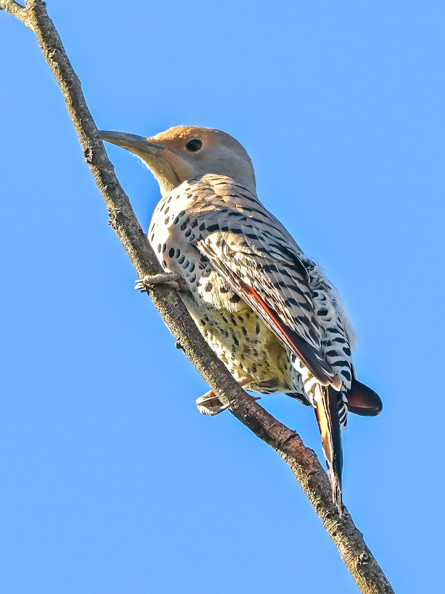Northern Flicker - ML644475892