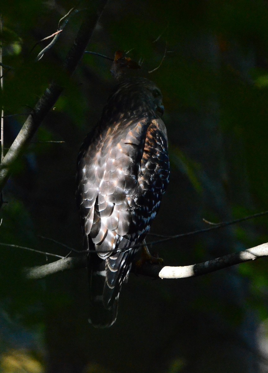 カタアカノスリ - ML644475893