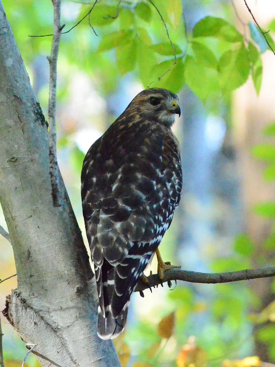 カタアカノスリ - ML644475894