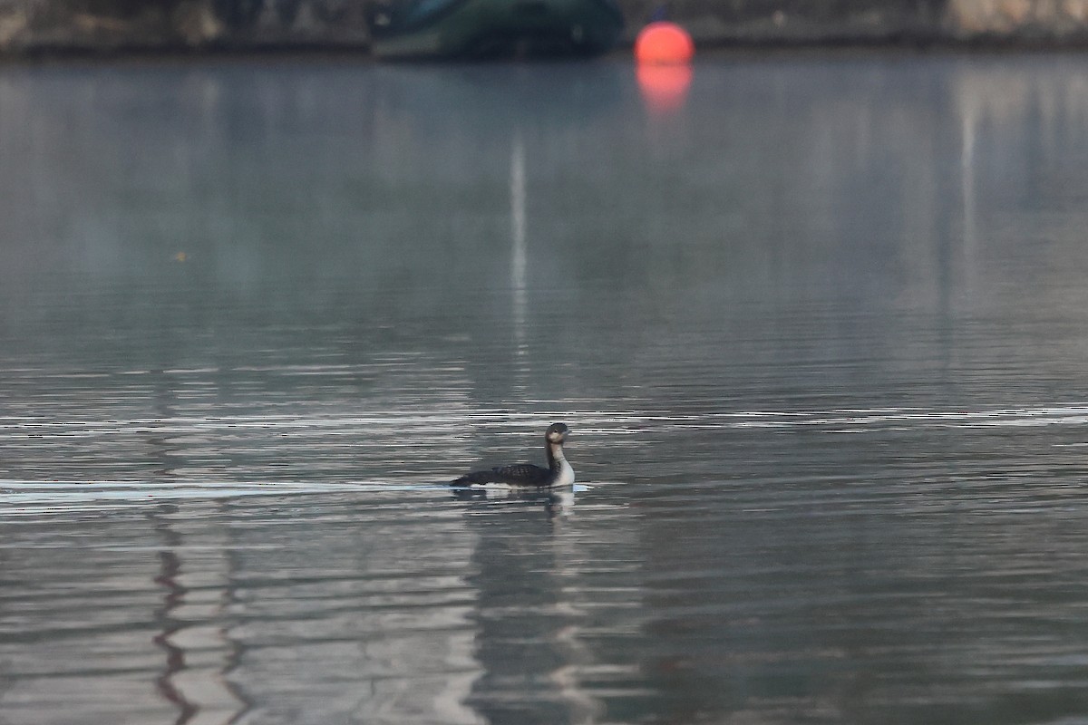 Prachttaucher - ML644475897