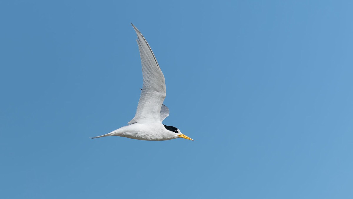 Australian Fairy Tern - ML644475900