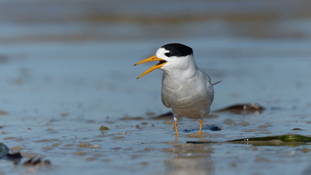 Australian Fairy Tern - ML644475901