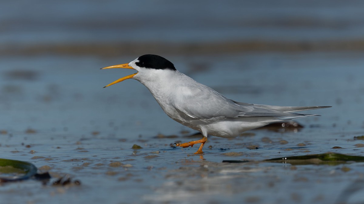 Australian Fairy Tern - ML644475902