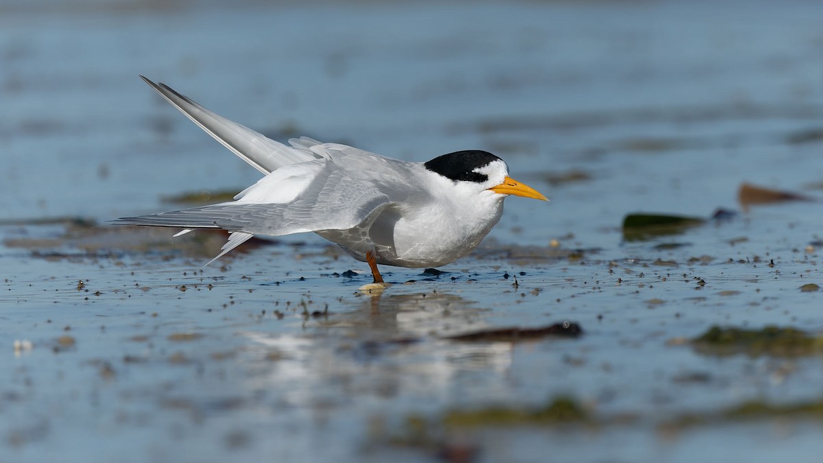 Australian Fairy Tern - ML644475903