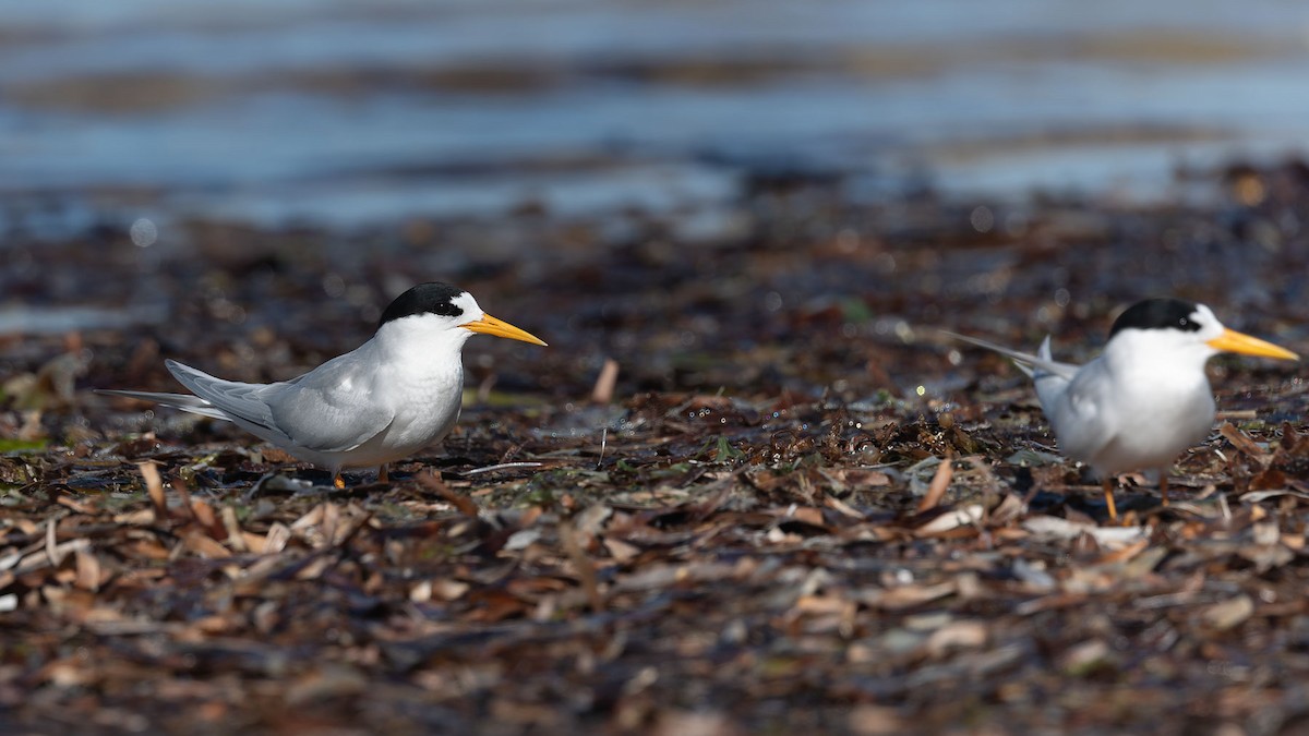 Australian Fairy Tern - ML644475904
