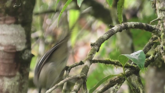 Long-tailed Sibia - ML644475906