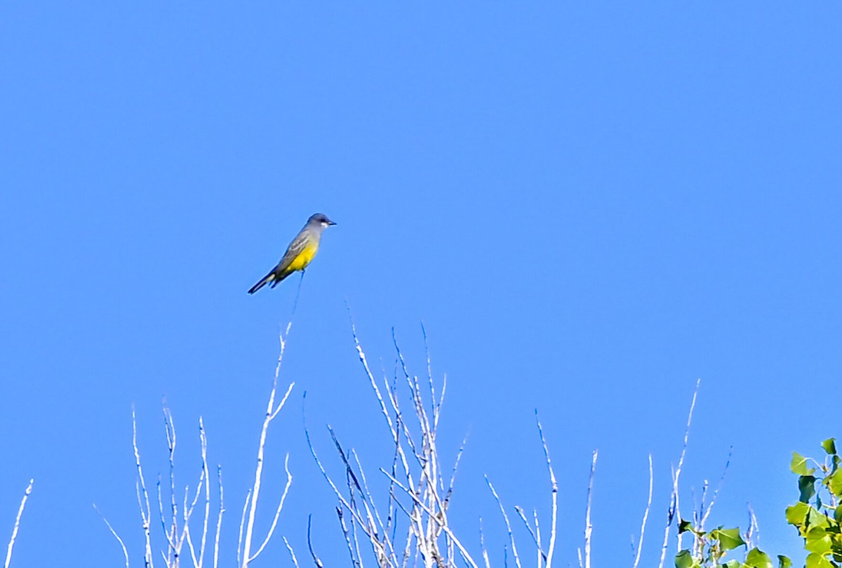 Cassin's Kingbird - ML644475907