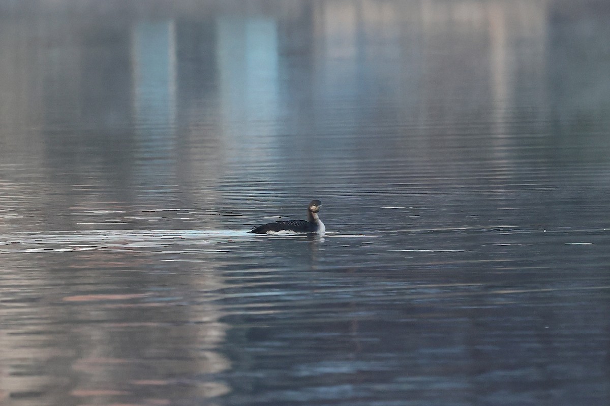 Prachttaucher - ML644475910