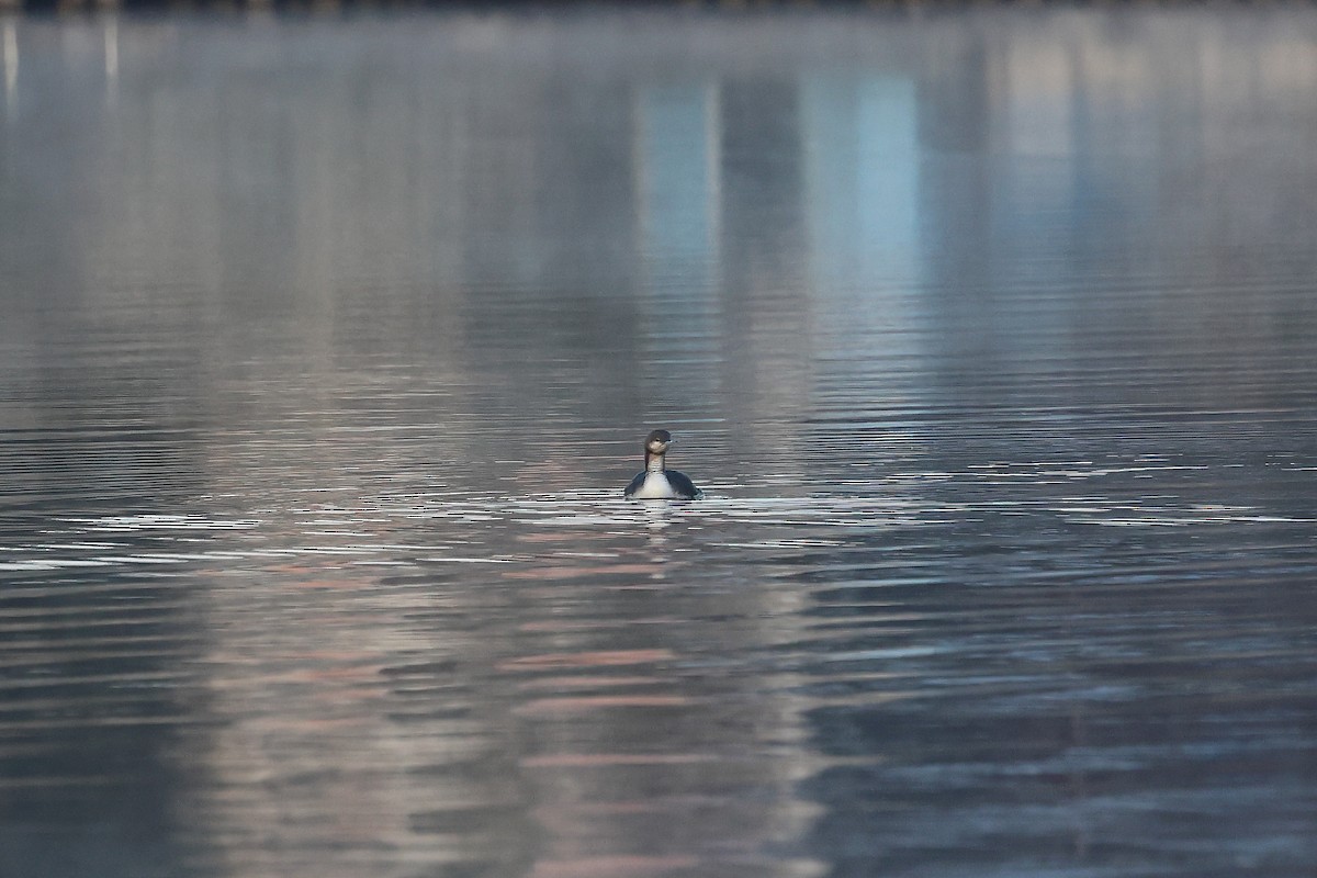 Prachttaucher - ML644475911