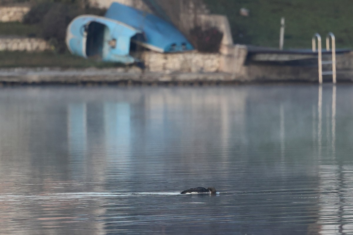 Prachttaucher - ML644475912