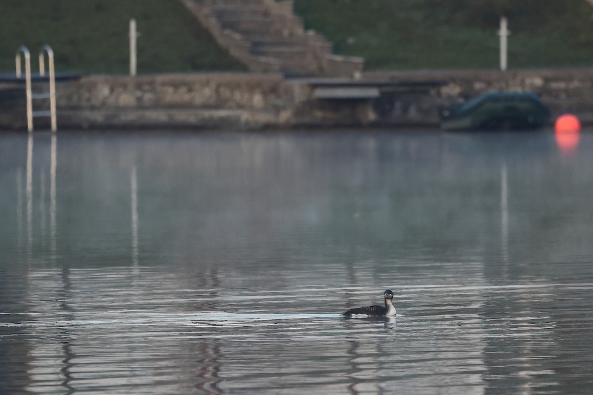 Prachttaucher - ML644475913