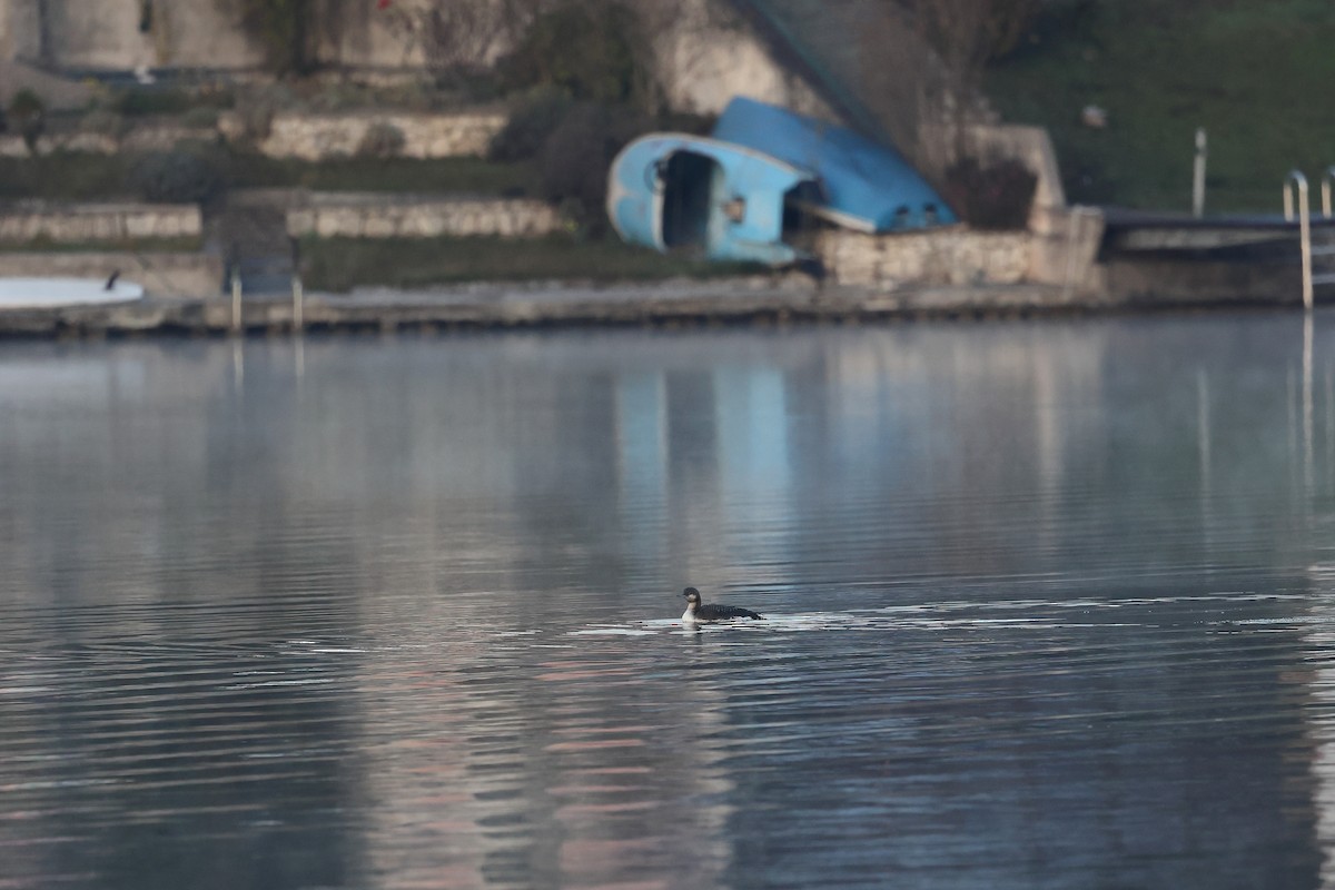 Prachttaucher - ML644475914