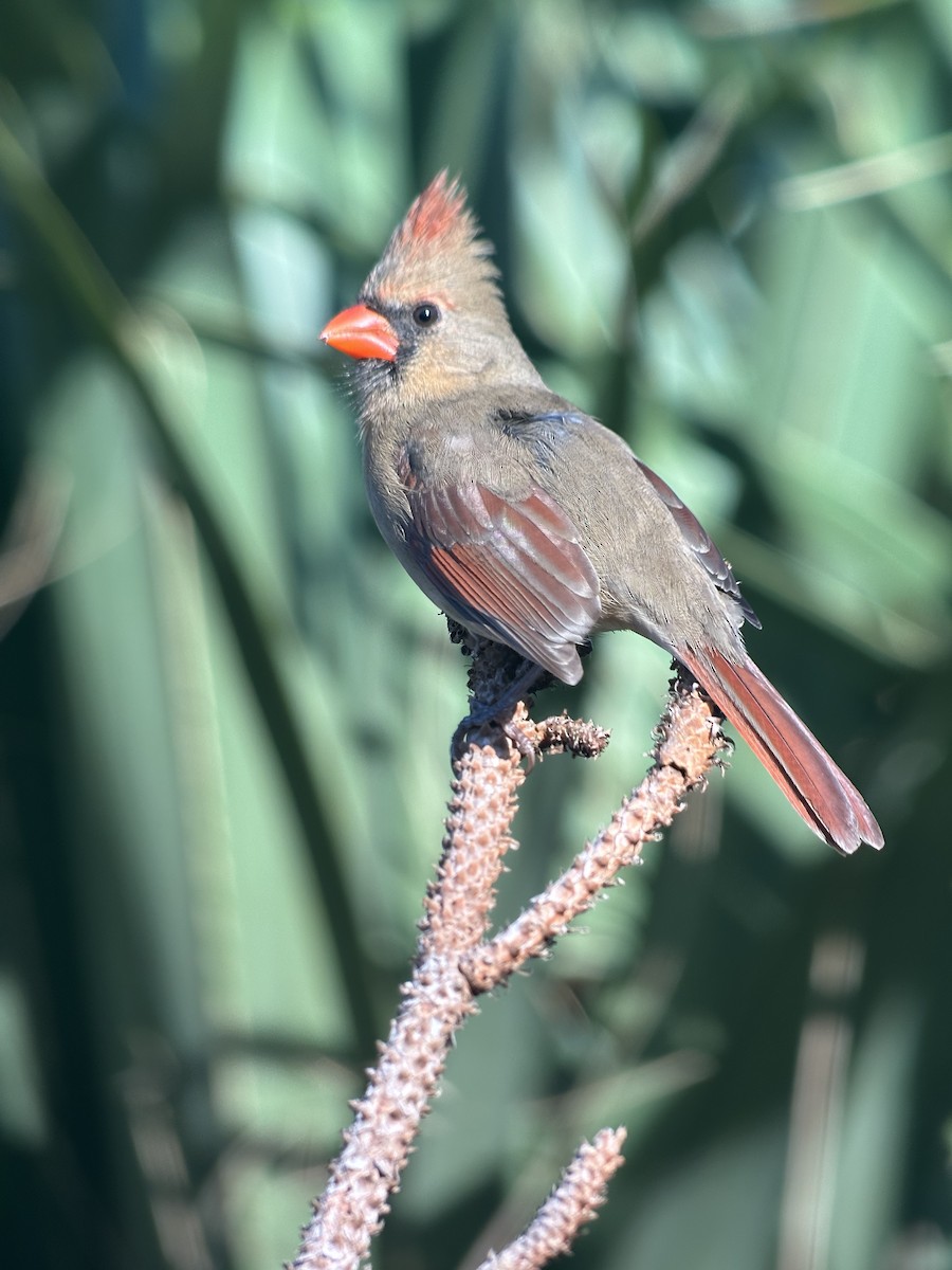 Northern Cardinal - ML644475916