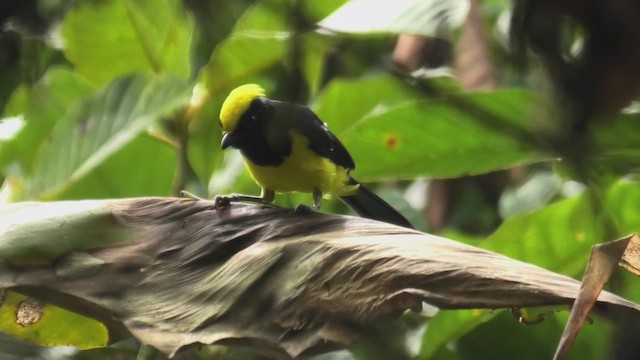 Sultan Tit (Yellow-crested) - ML644475923