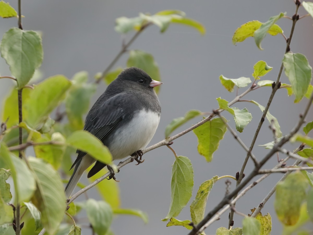 vinterjunko - ML644475926