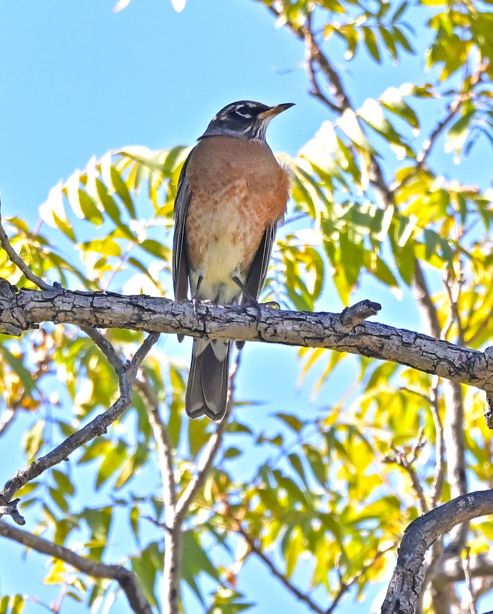 American Robin - ML644475927
