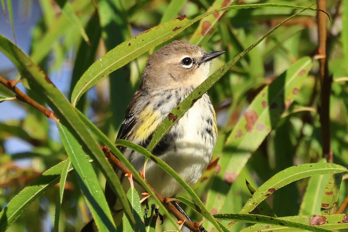 Yellow-rumped Warbler (Myrtle) - ML644475928