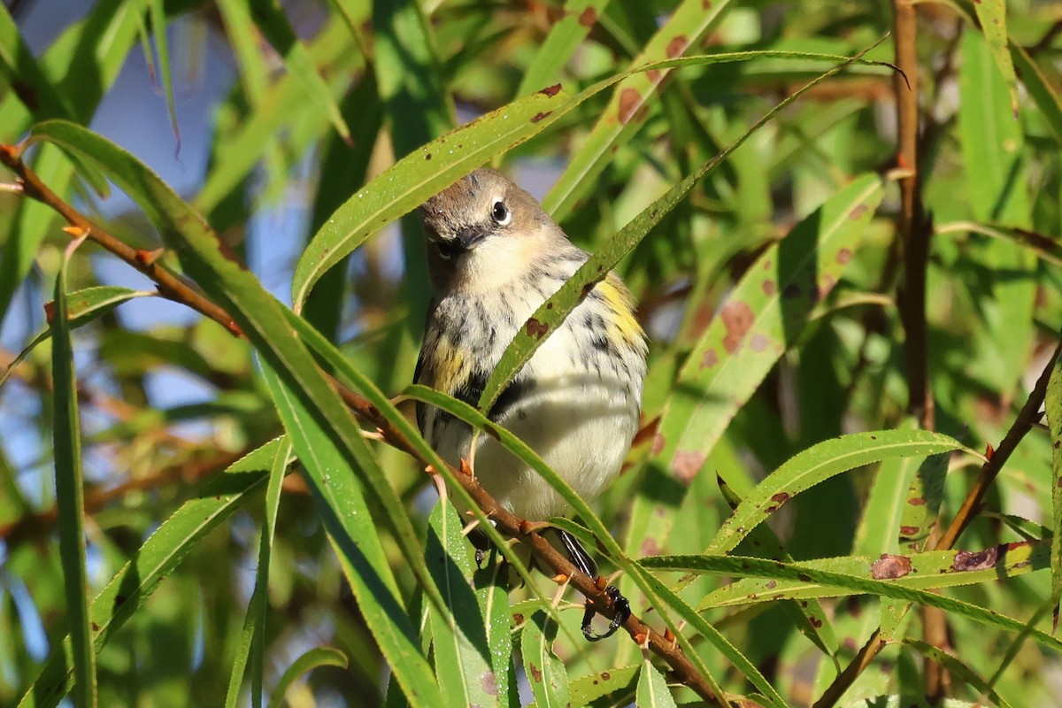 Yellow-rumped Warbler (Myrtle) - ML644475929