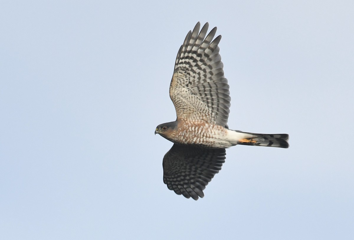 Sharp-shinned Hawk - ML644475930