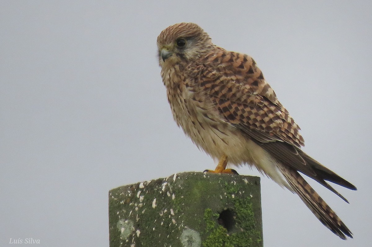 tårnfalk - ML644475936