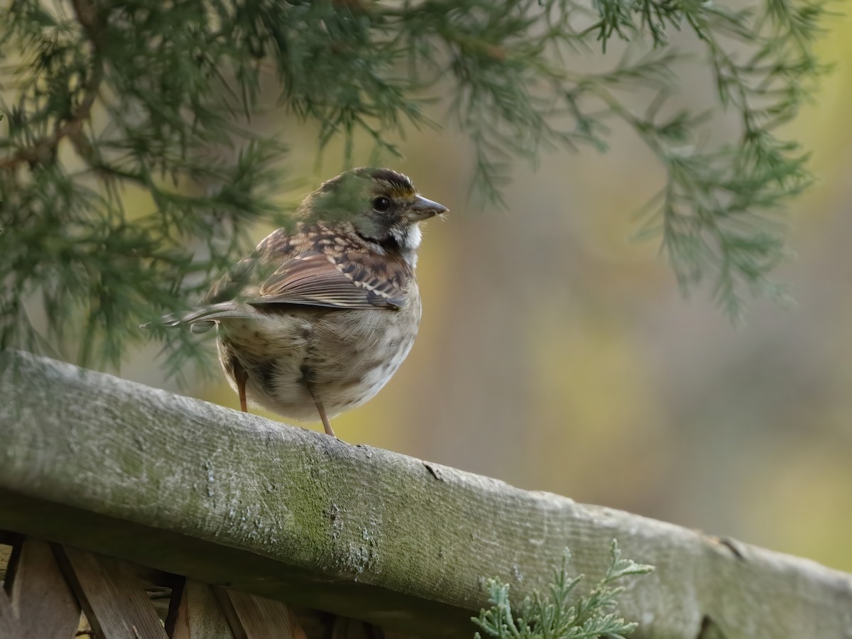 White-throated Sparrow - ML644475939