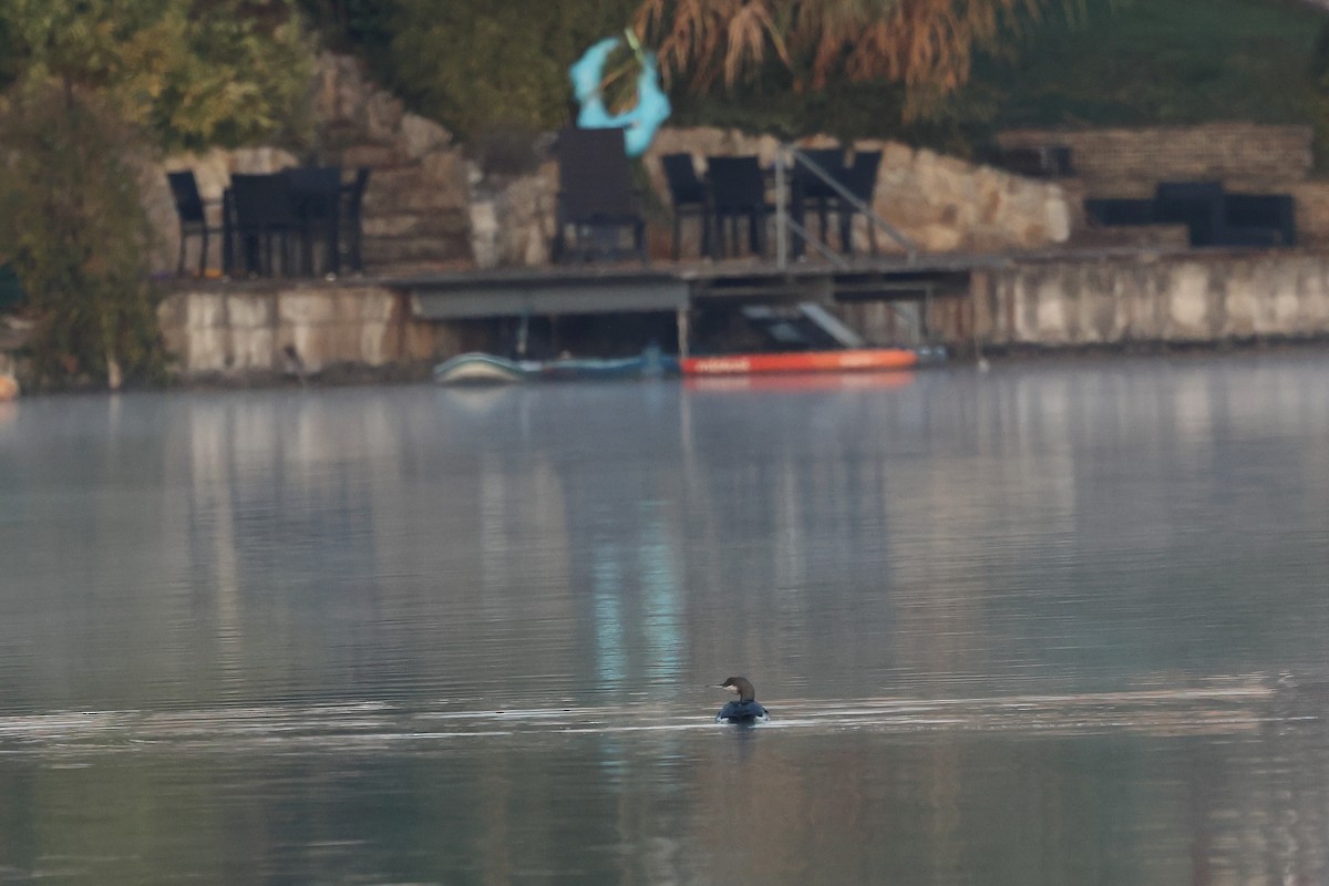 Prachttaucher - ML644475940