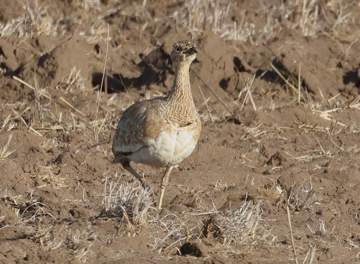 Little Bustard - ML644475942