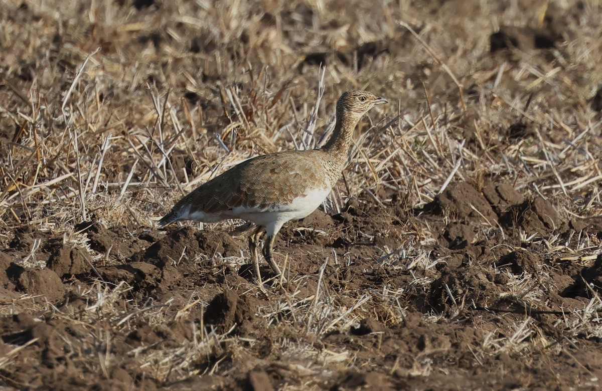 Little Bustard - ML644475943