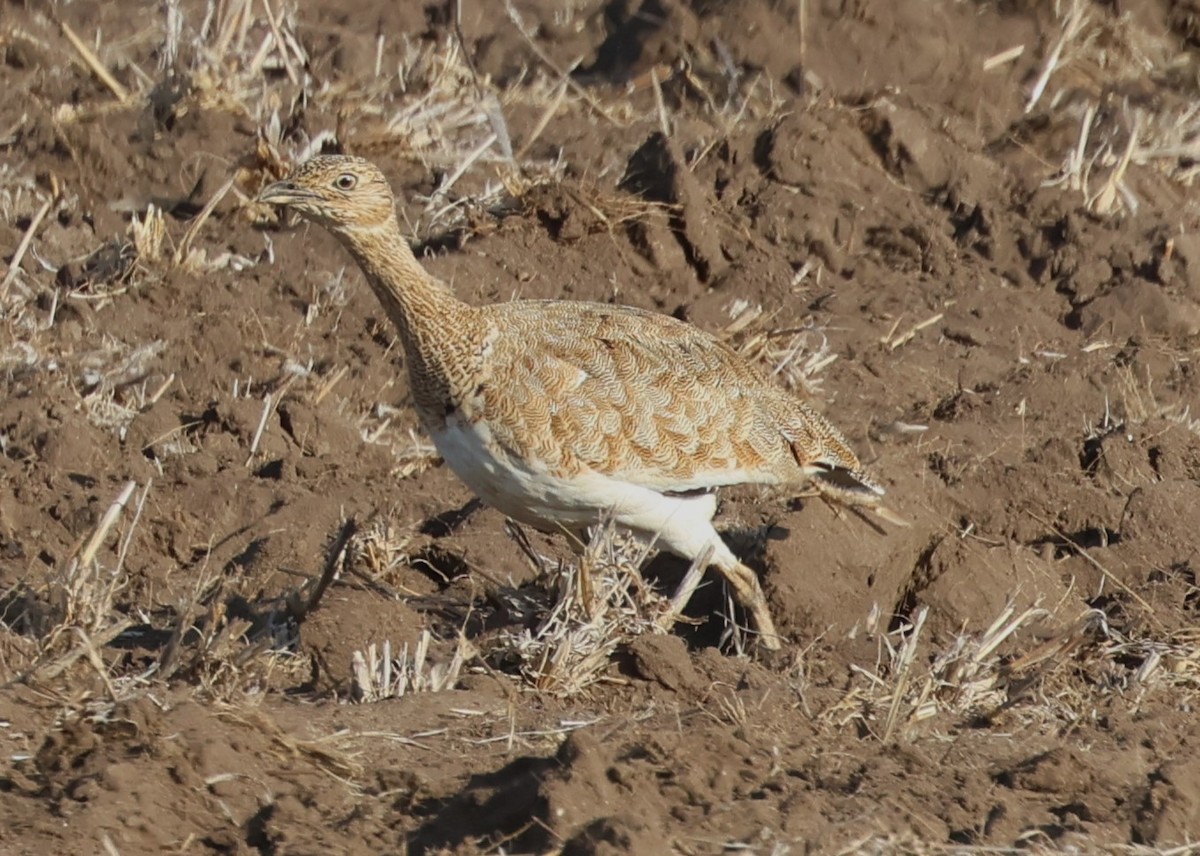 Little Bustard - ML644475944