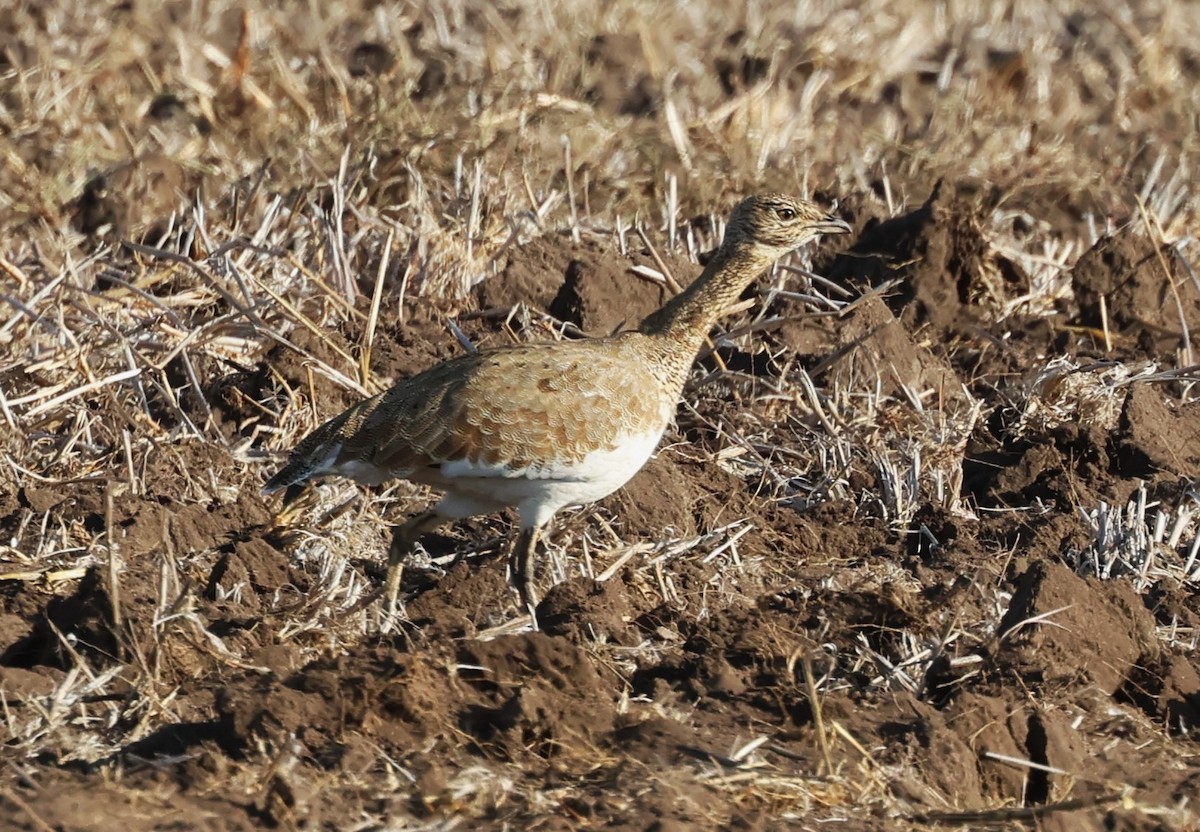 Little Bustard - ML644475945