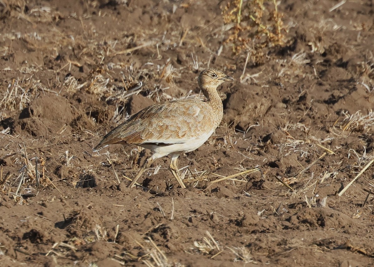 Little Bustard - ML644475946