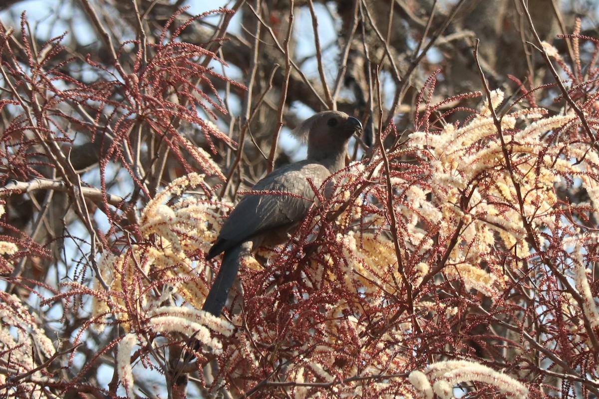 Gray Go-away-bird - ML644475947