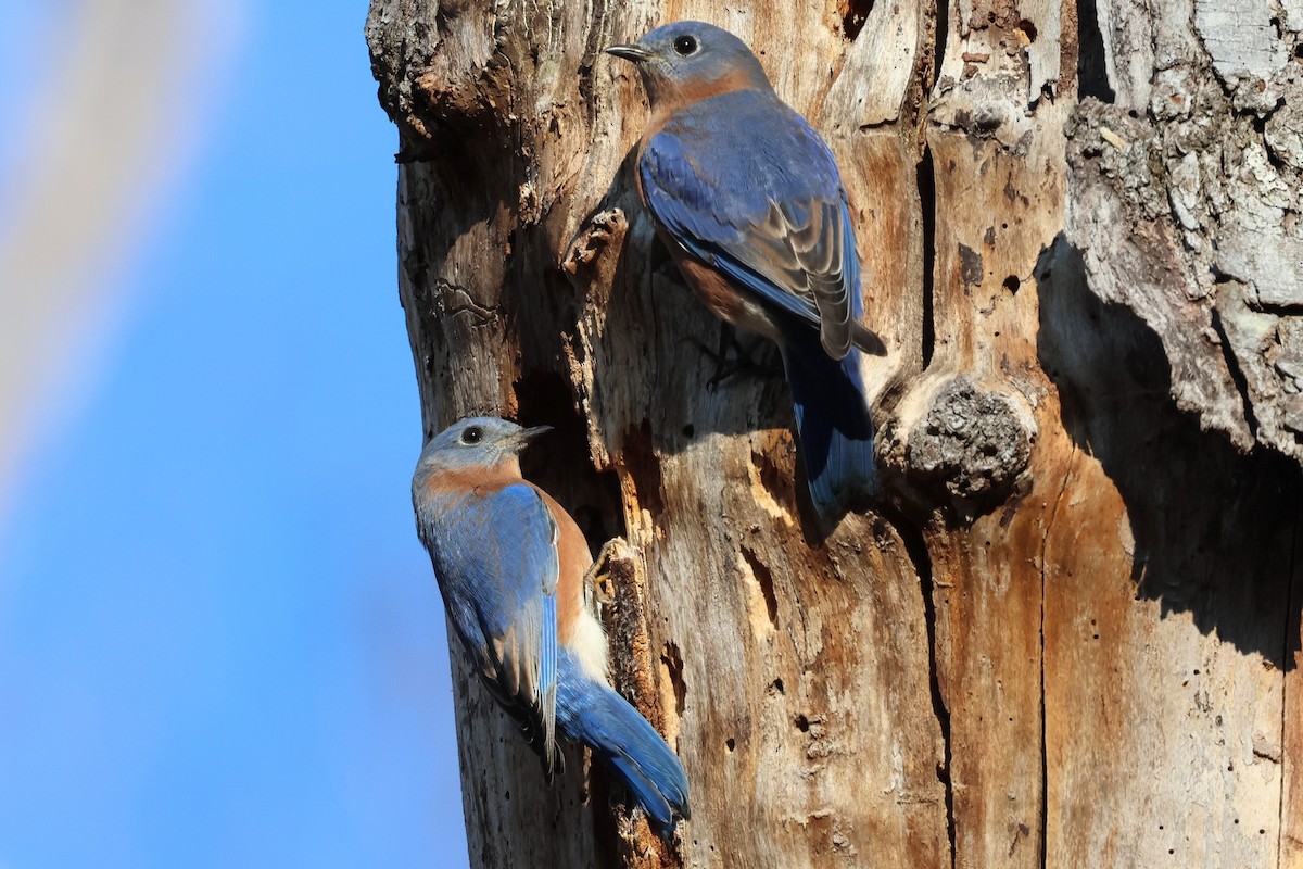 Eastern Bluebird - ML644475948
