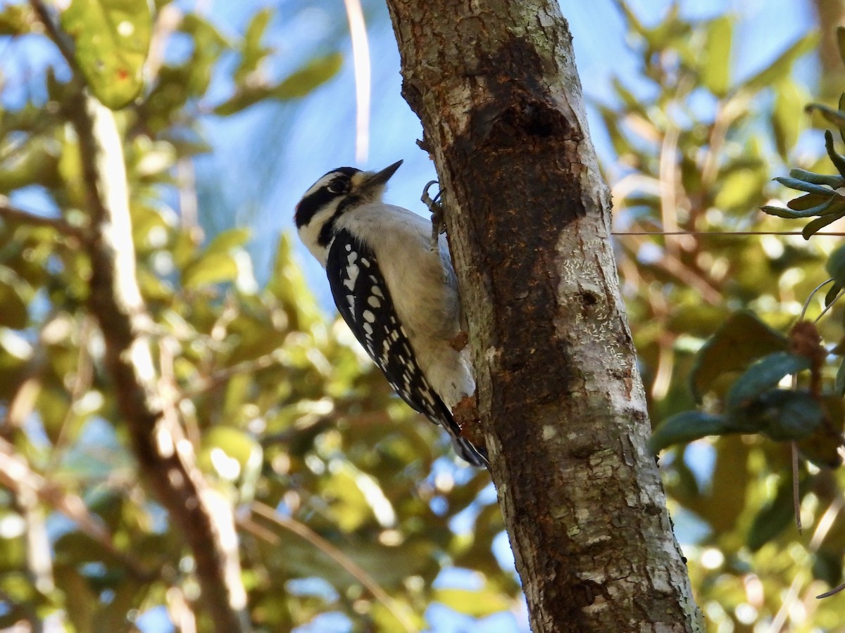 Downy Woodpecker - ML644475952