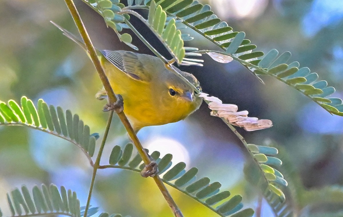 Orange-crowned Warbler - ML644475953