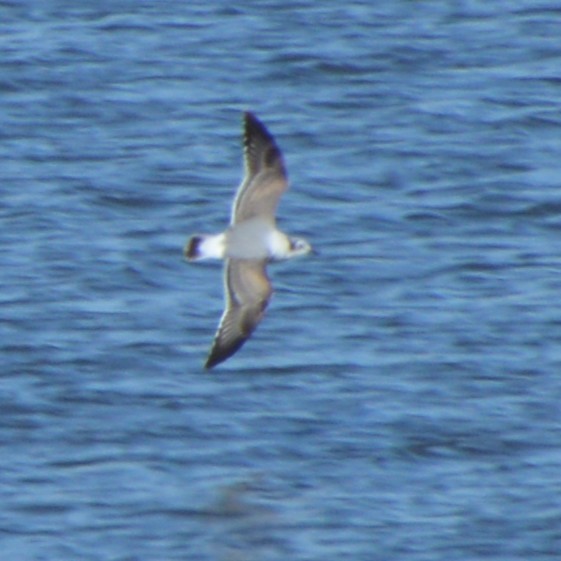 Franklin's Gull - ML644475966