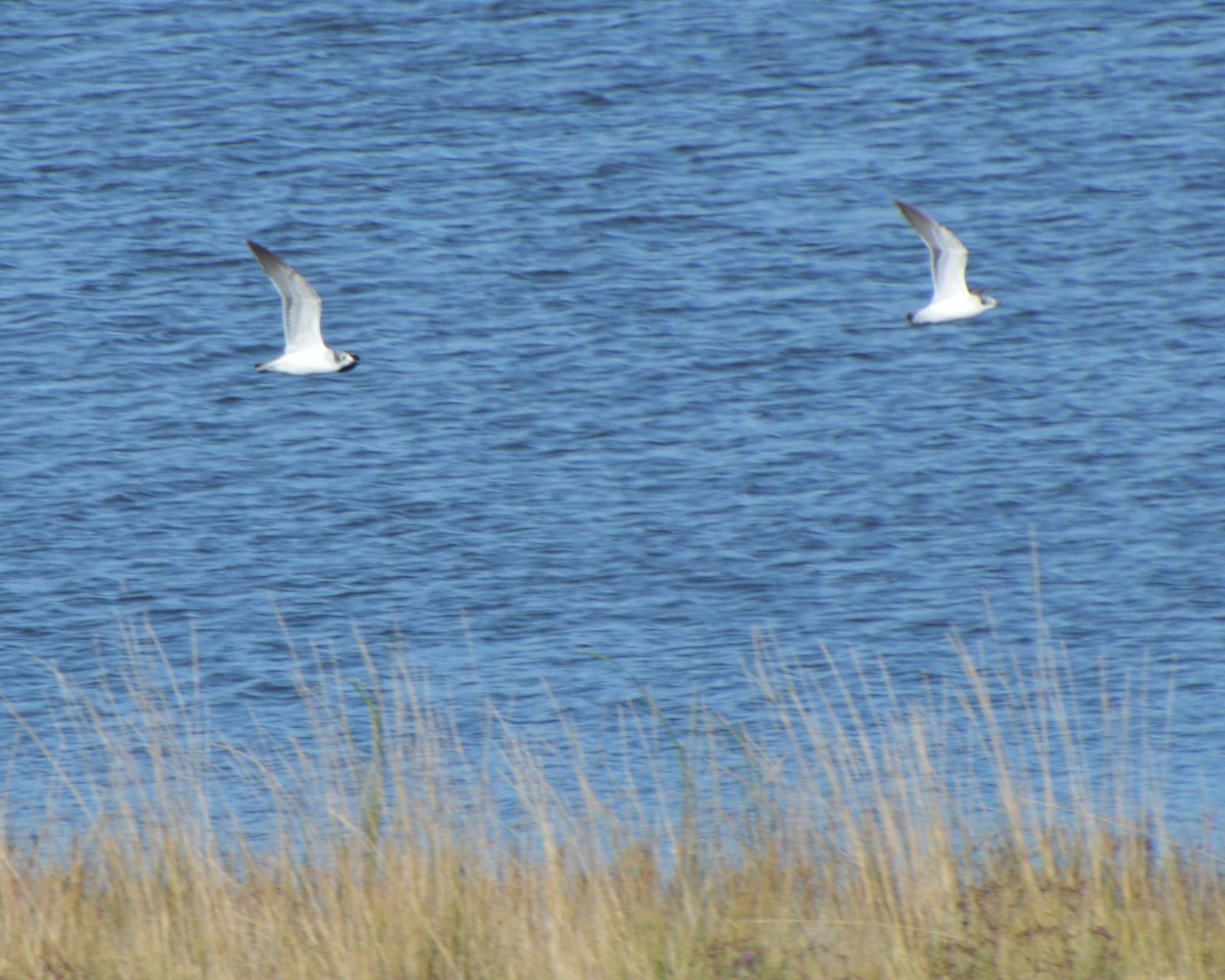 Franklin's Gull - ML644475967
