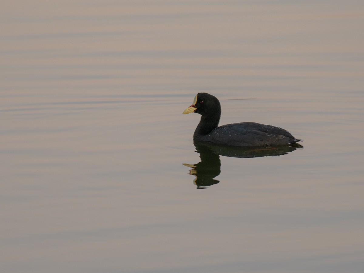 Foulque à jarretières - ML644475970