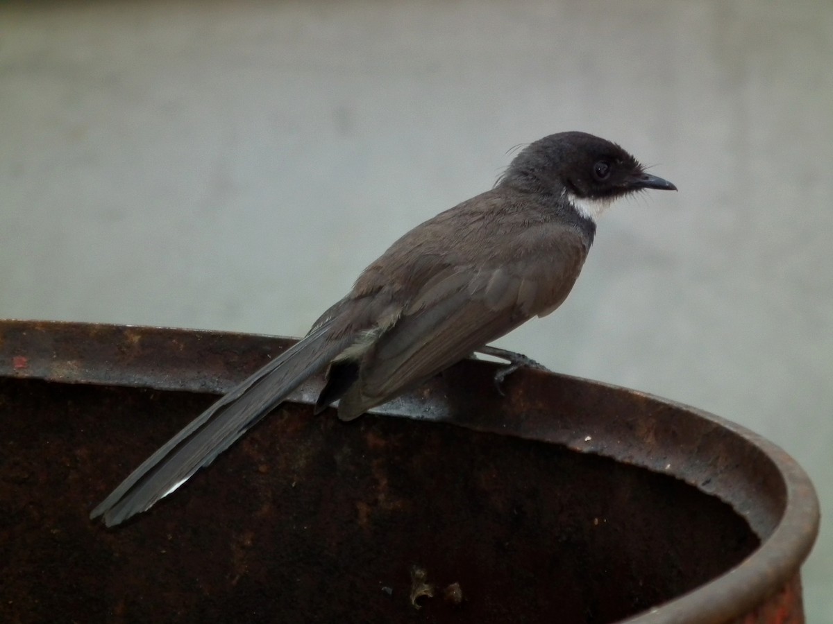 Malaysian Pied-Fantail - ML644475972