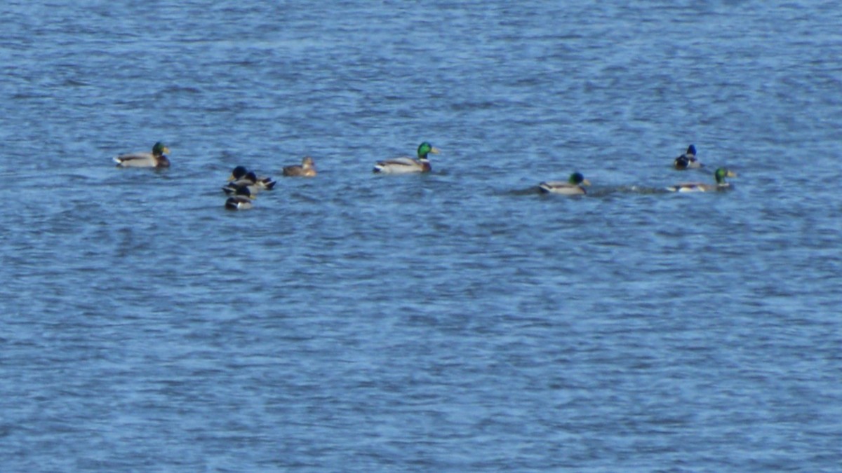 Canard colvert - ML644475974