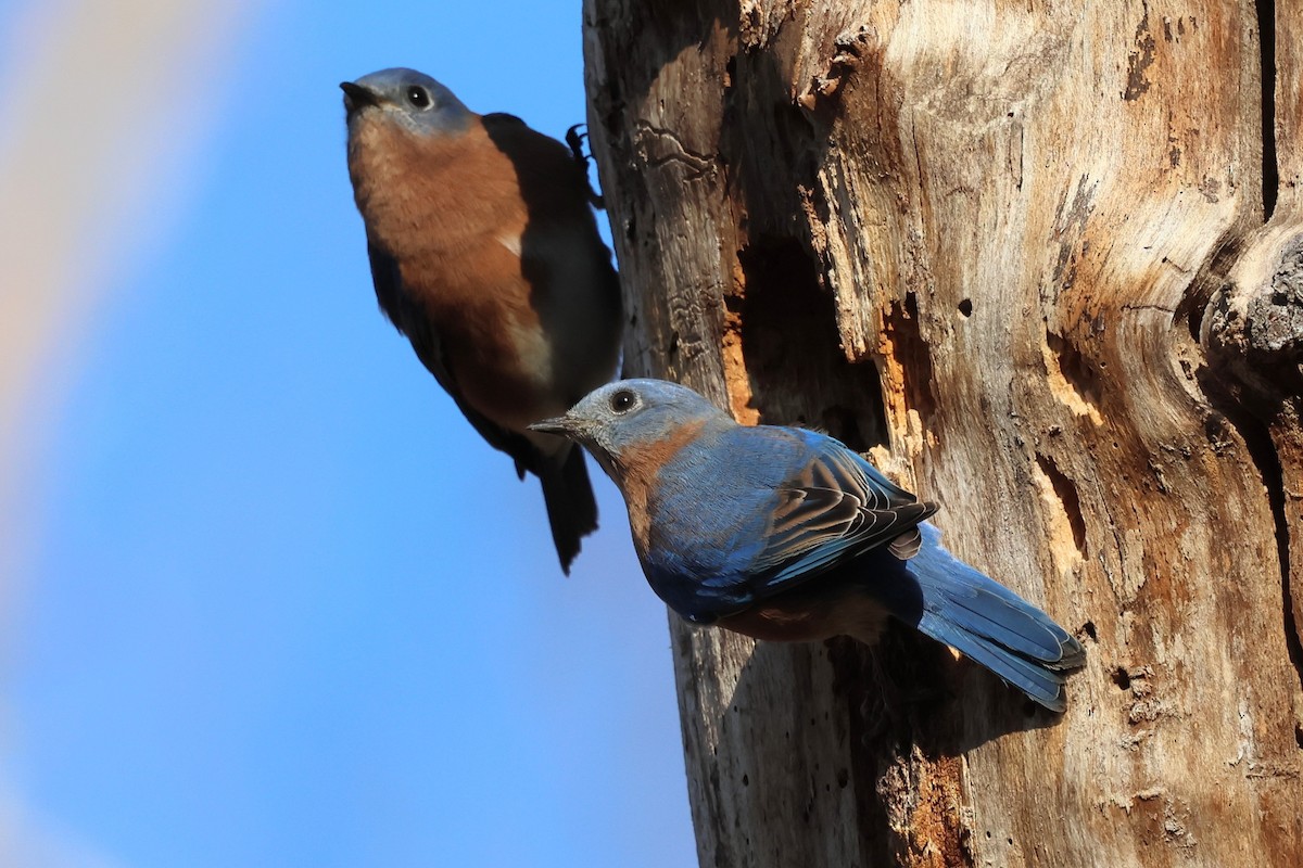 Eastern Bluebird - ML644475979