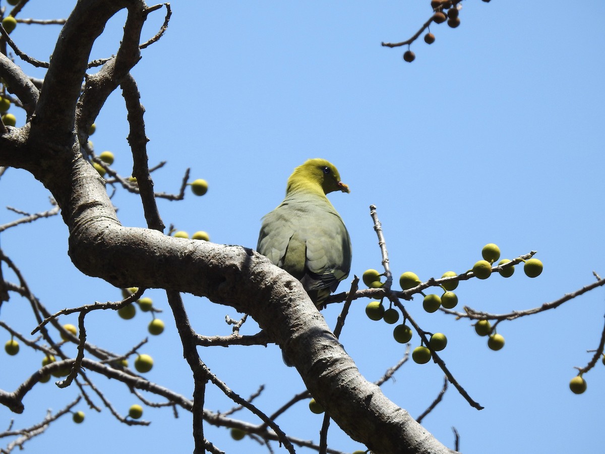Madagascar Green-Pigeon - ML644475983